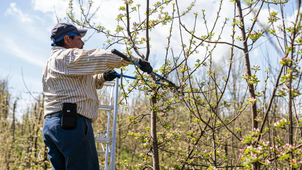 Gardener cutting down a cover crop with garden shears before spring planting