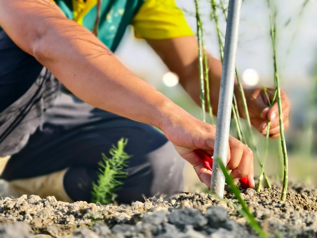 Gardener preparing a deep trench in a garden bed for asparagus crowns