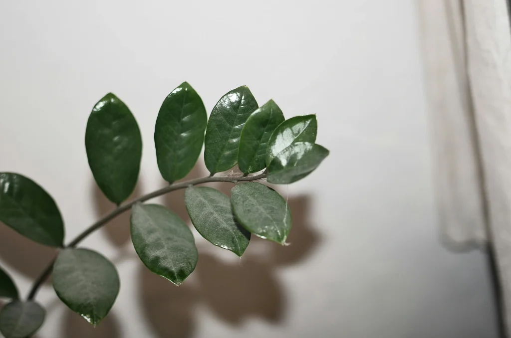 Healthy, glossy houseplant leaves after cleaning, reflecting light naturally