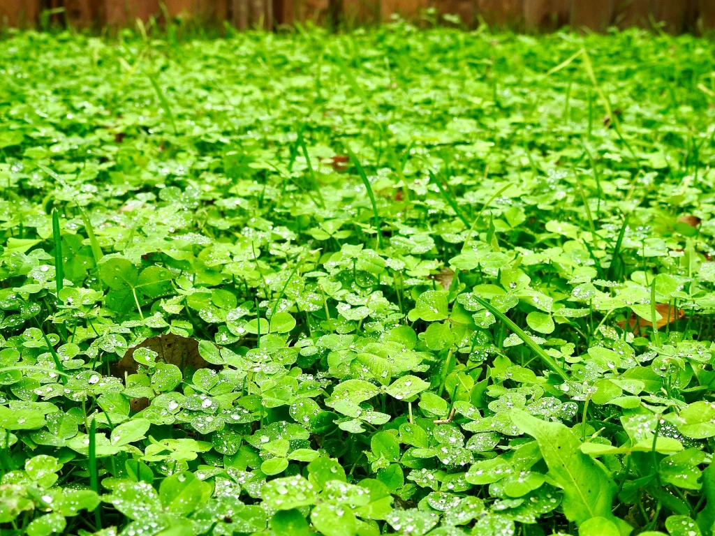 Lush green cover crop (clover or winter rye) growing in a garden bed