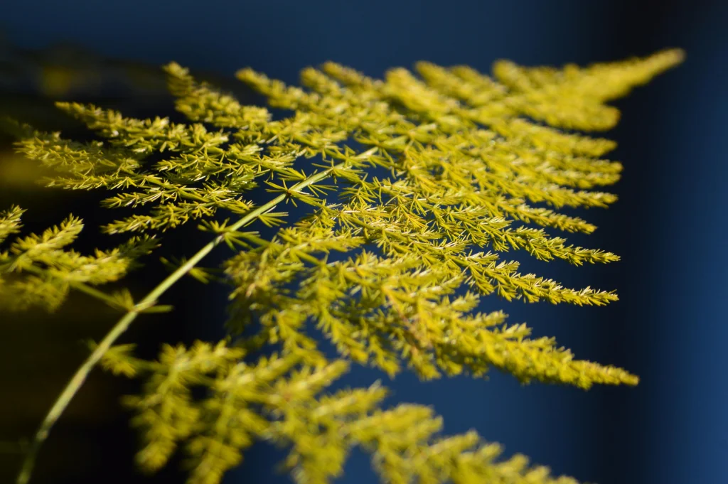 Mature asparagus ferns growing tall in a garden bed during summer