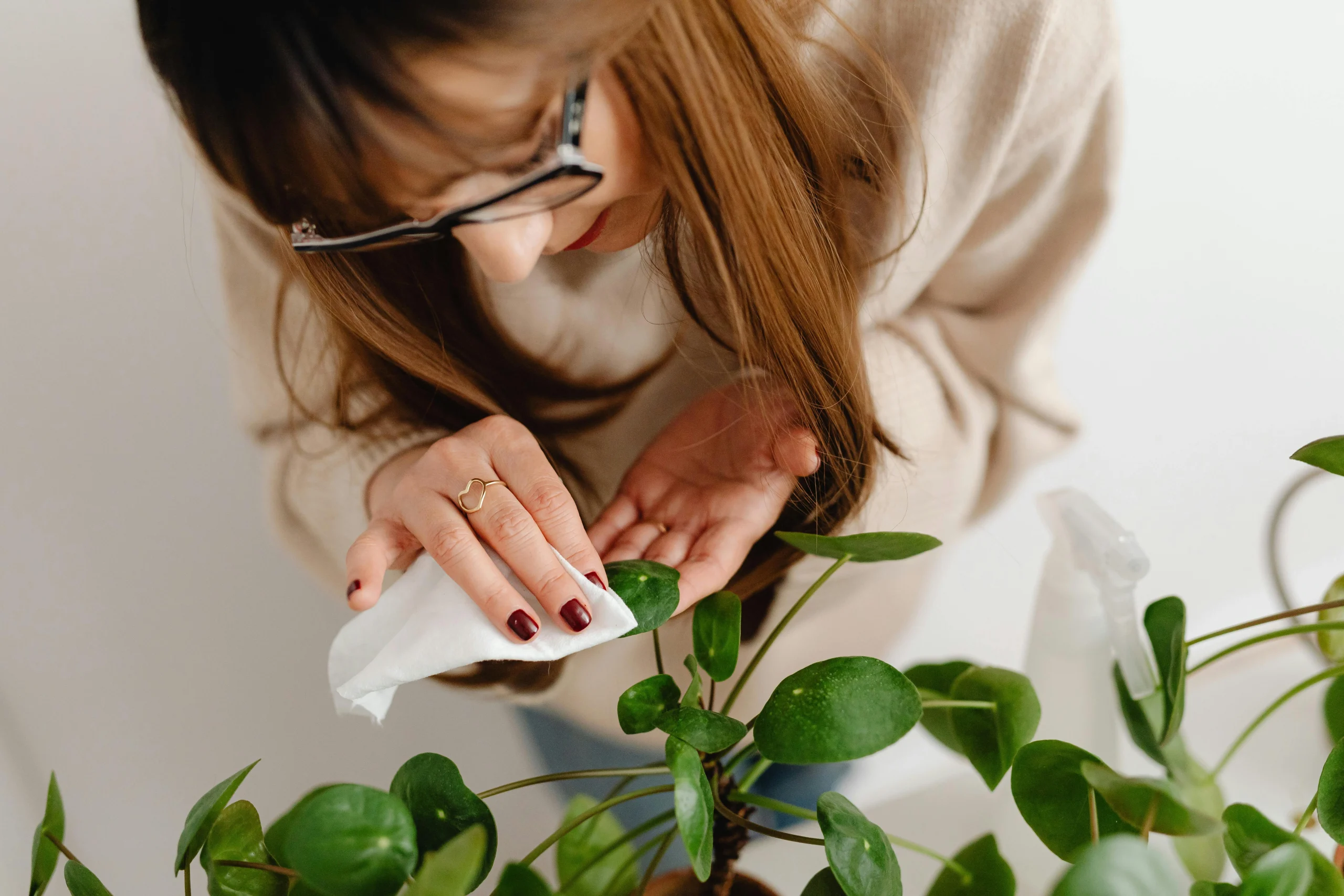 Person gently wiping a large houseplant leaf with a damp cloth