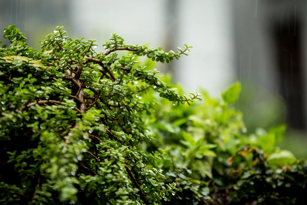 Rainy garden scene with droplets on leaves and wet soil between rows