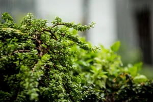 Rainy garden scene with droplets on leaves and wet soil between rows