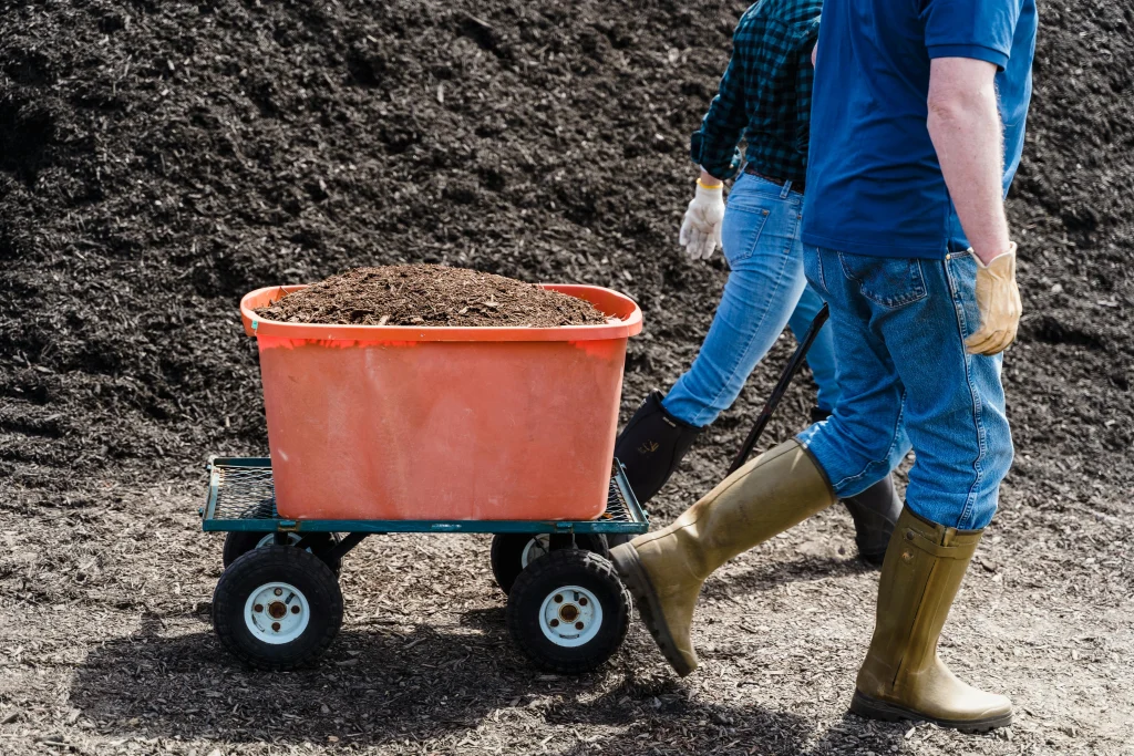 Rich, dark compost being spread over clay garden soil before incorporation
