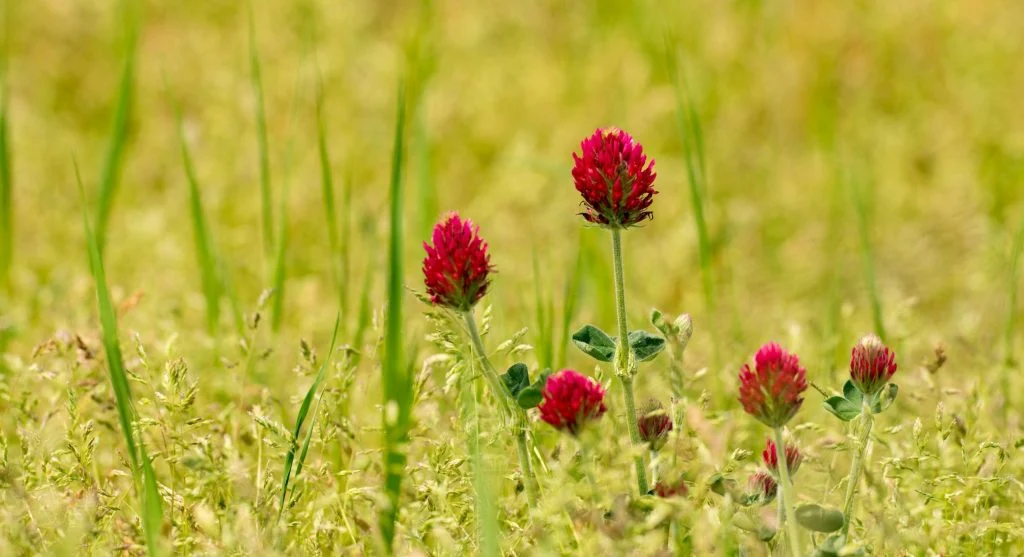 crimson clover vs hairy vetch cover crop