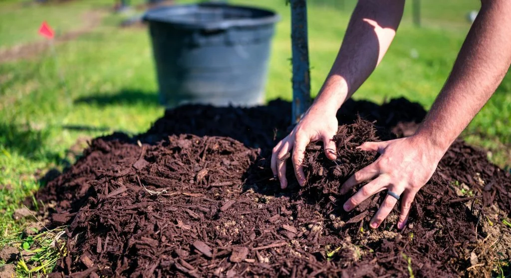 Close-up of hands planting a tree using mulch and soil in a sunny garden.