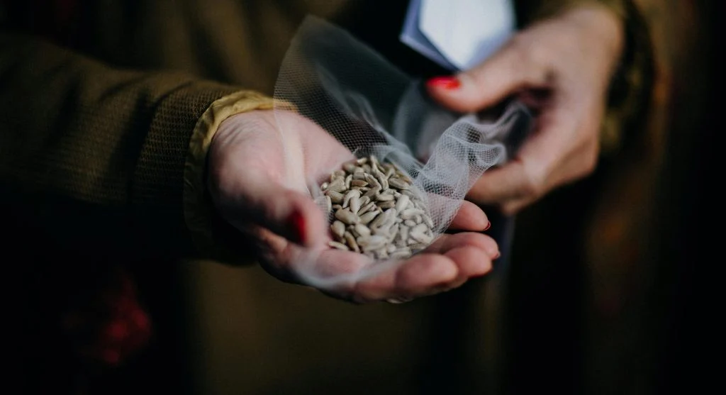 Hands holding sunflower seeds in a small net bag, perfect for snacking or planting.