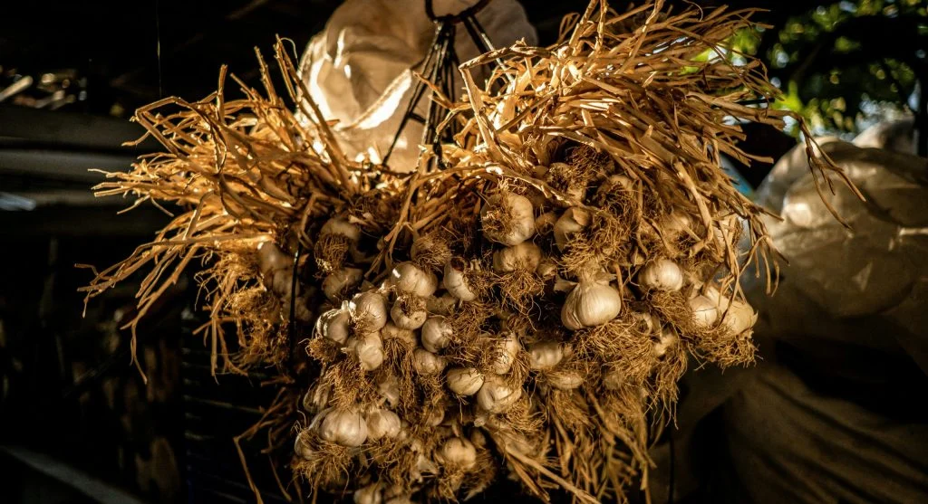 harvesting garlic when to dig up leaves color