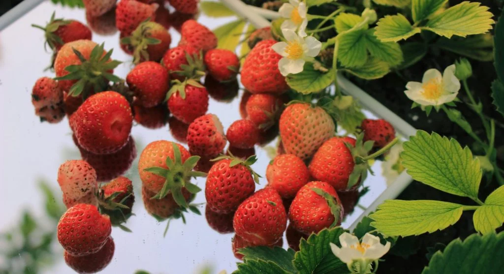 pinching off strawberry flowers first year comparison