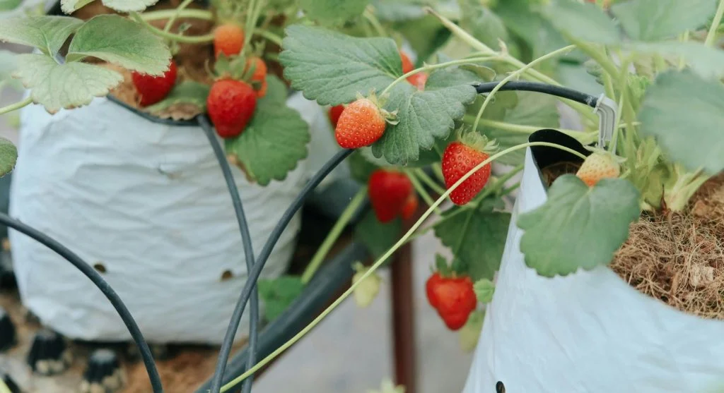 strawberry bare root crown planting depth diagram