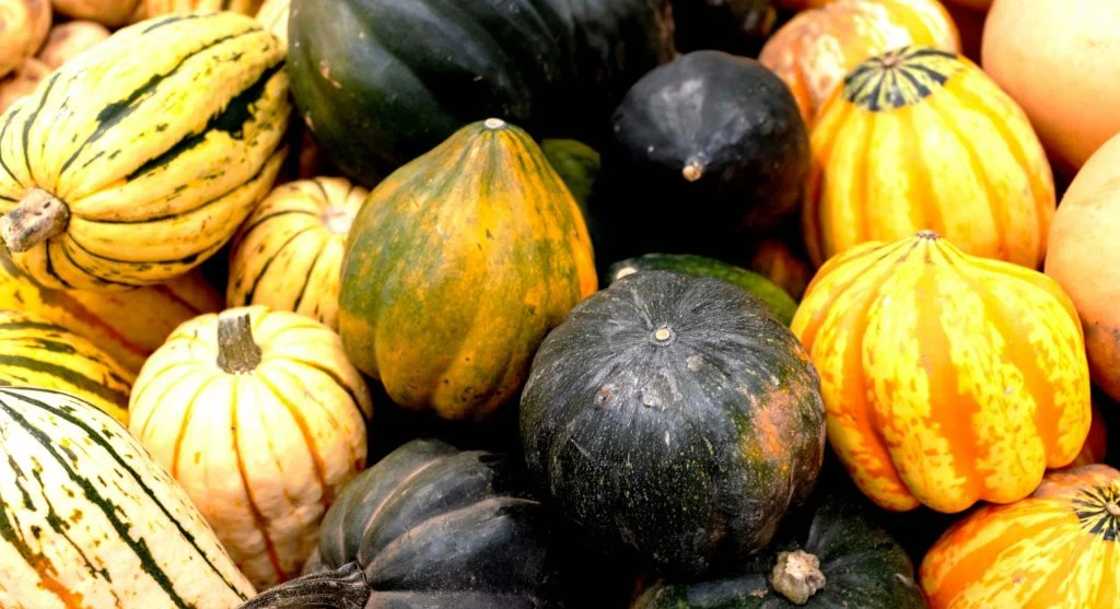 how to tell if winter squash is cured fingernail test