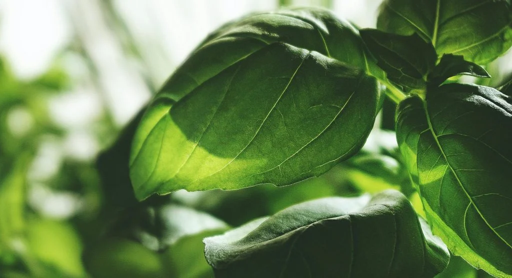 Indoor Herb Garden