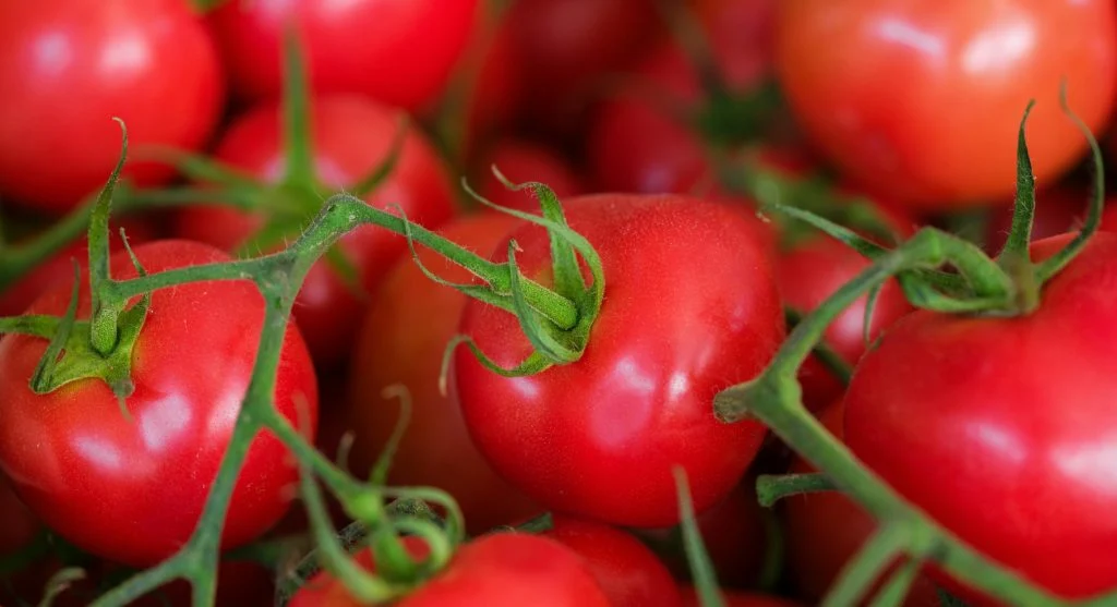 Vibrant close-up of fresh red vine tomatoes showing natural texture and color
