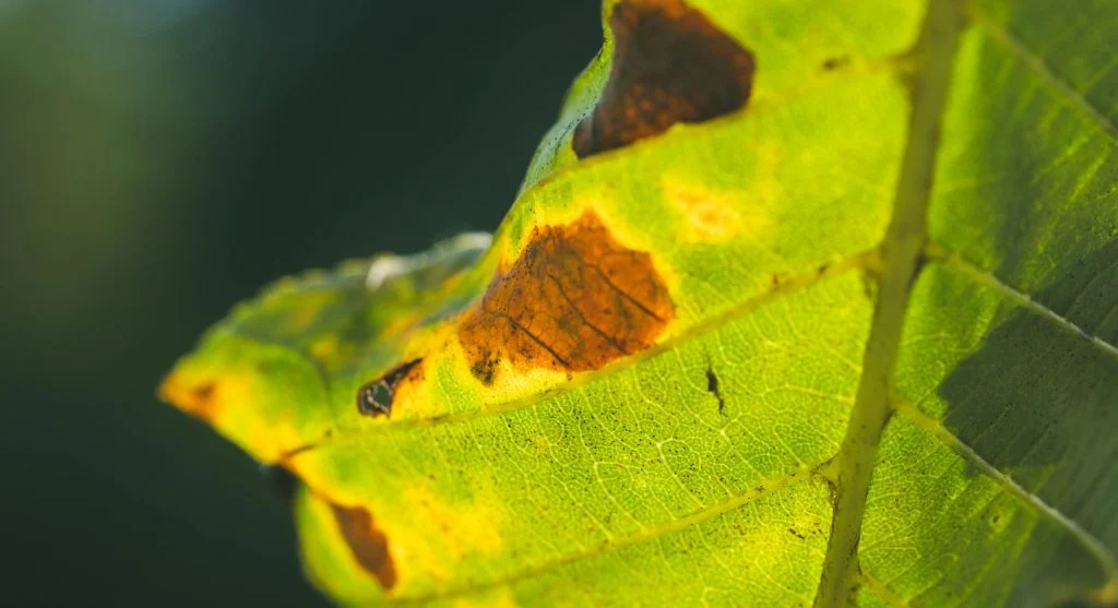 Detailed macro shot of a leaf with visible damage and intricate vein patterns.