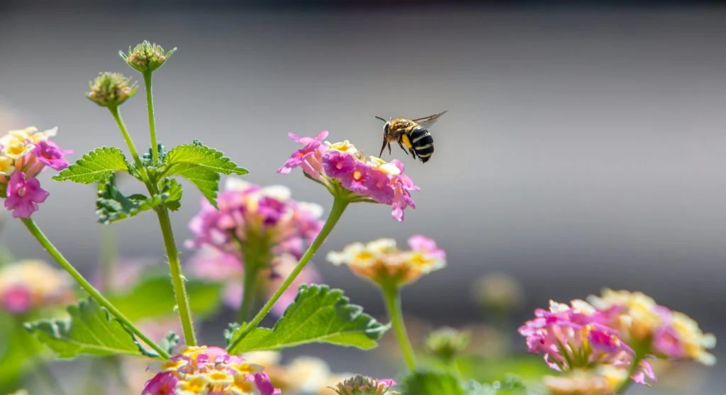 A bee hovers over colorful lantana flowers, capturing vibrant nature in motion.