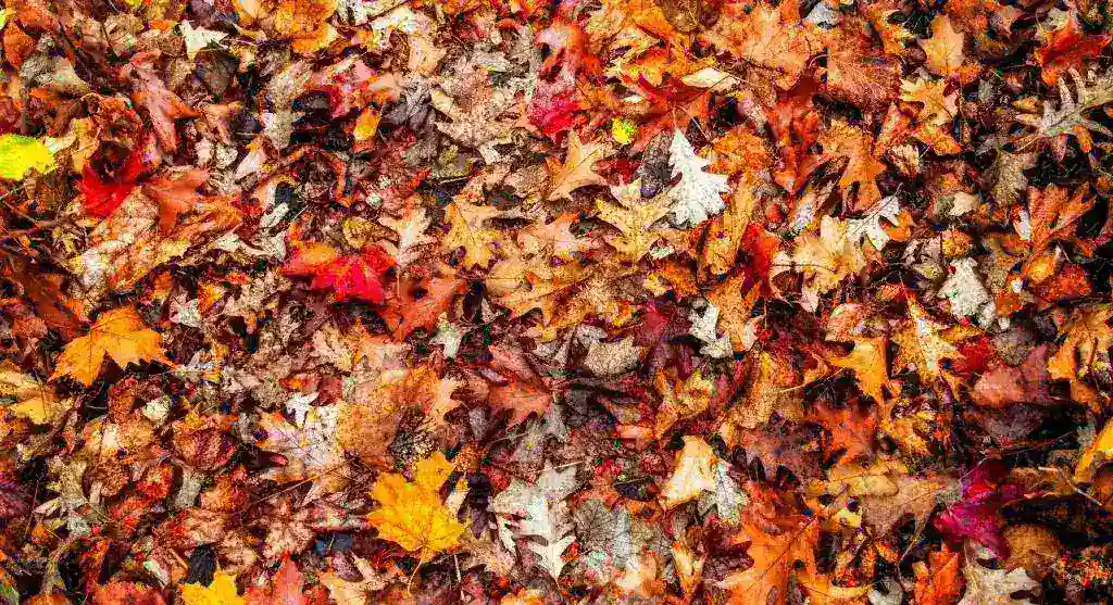 The Easiest Way to Make Leaf Mold Compost That Transforms Garden Soil
