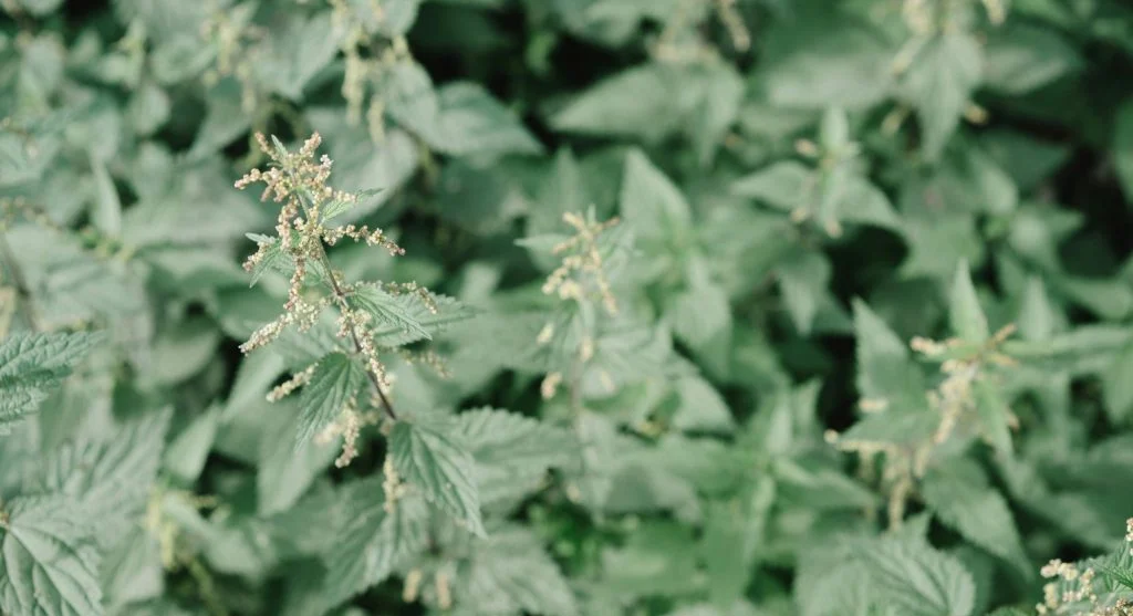 A detailed macro shot of nettle plants showcasing green leaves and flowering buds in a summer meadow.