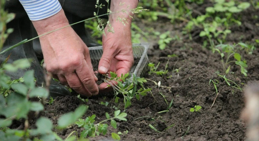 A senior person's hands planting a small green seedling in outdoor soil, symbolizing growth and care. 