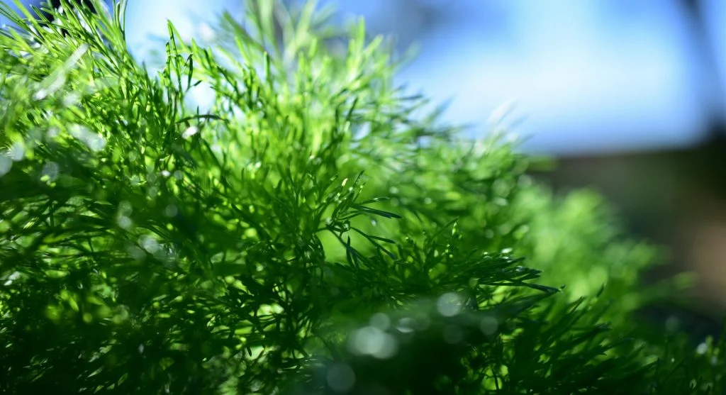 Detailed view of fresh dill leaves casting shadows, showcasing vibrant green hues.

