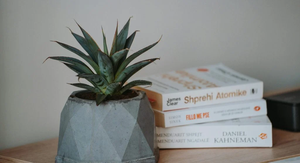 Three potted plants arranged on a wooden table with stacked books for stylish indoor decor