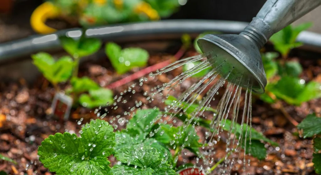 Close-up of a watering can nurturing green plants in a garden, promoting growth.