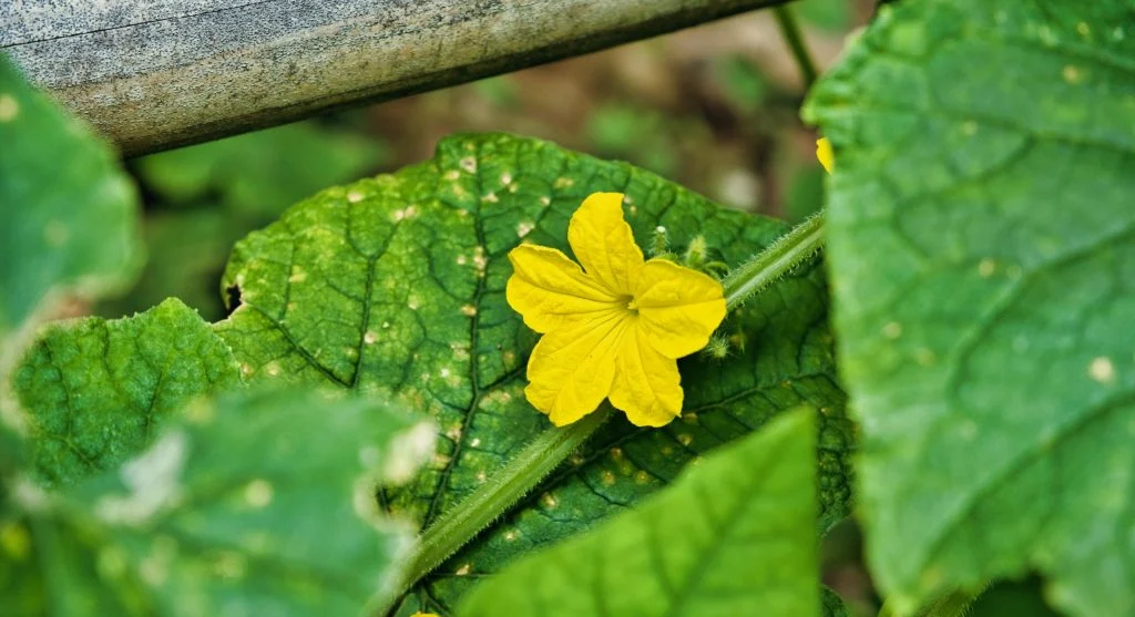 Close-up of a bright yellow cucumber flower vibrant against lush green leaves. 