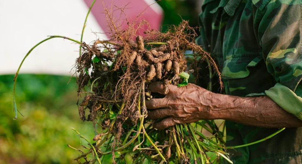 legume root nodules rhizobia pink interior