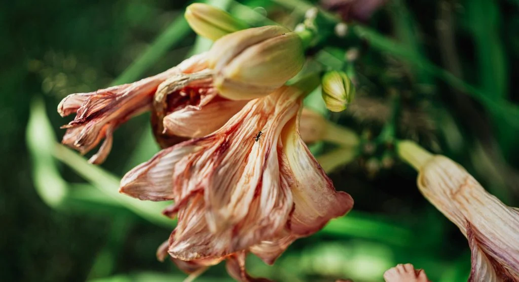 A detailed close-up of a wilted lily flower with an ant crawling on it