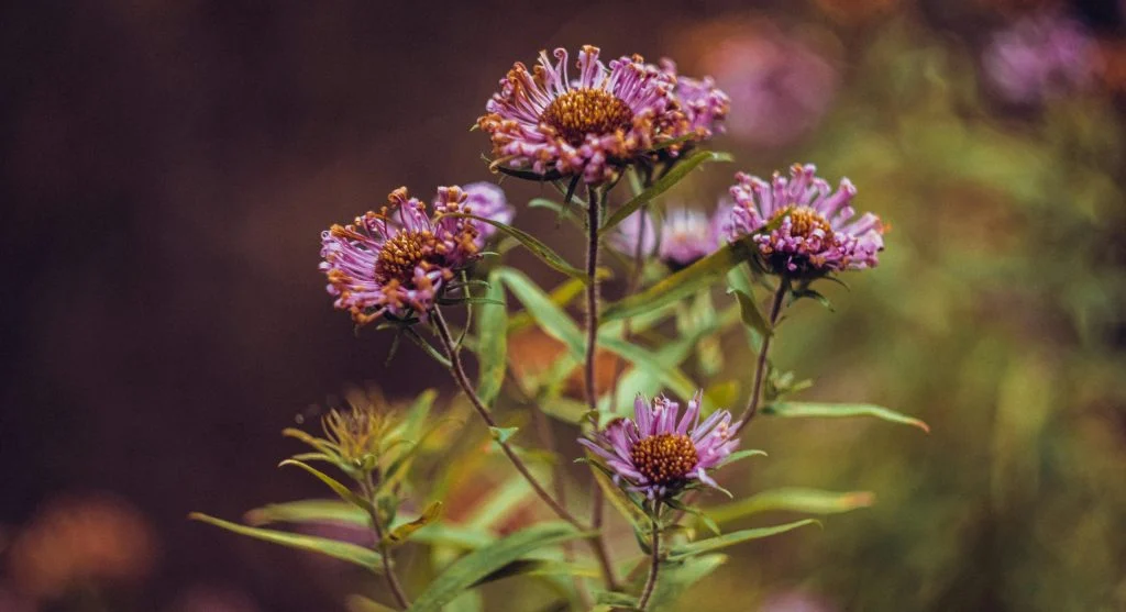 Vibrant oregano flowers blossoming under sunlight, showcasing their purple blooms and fresh green leaves.
