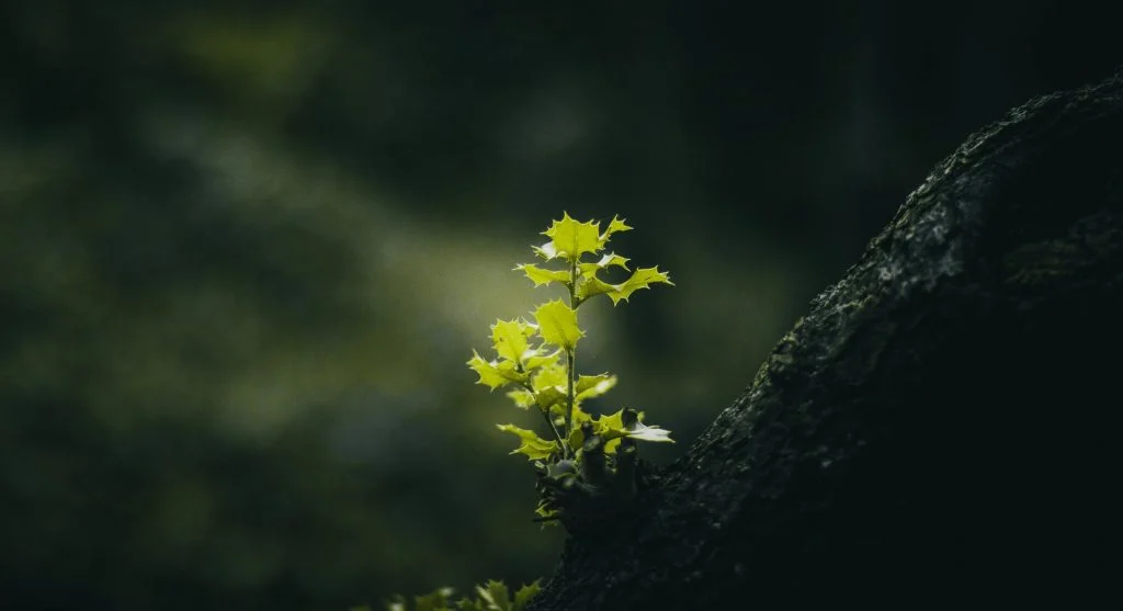A small green plant growing next to a tree trunk, symbolizing growth and nature outdoors.