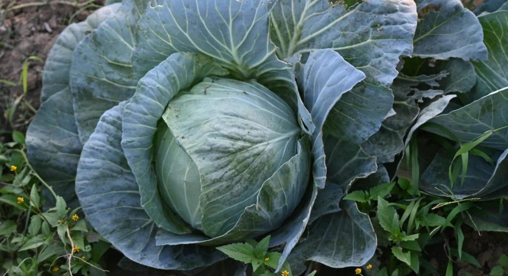 Close-up view of lush green cabbage growing in an outdoor garden bed, showcasing vibrant foliage.