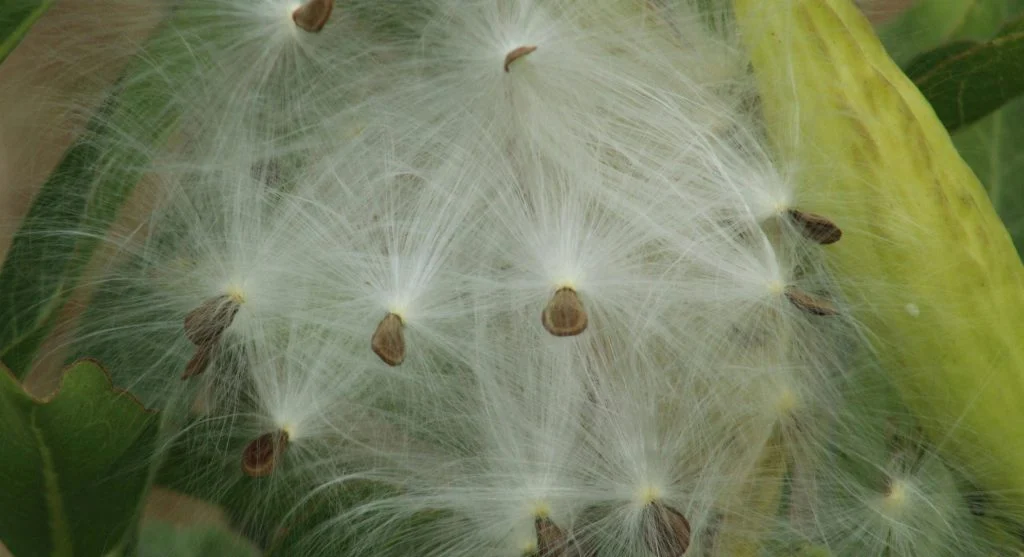 How to Save Seeds From This Year’s Garden for Planting Next Season