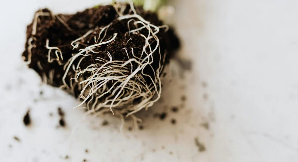 Detailed view of plant roots with soil, depicting gardening and growth.