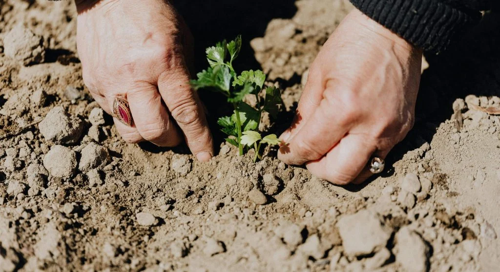 Which Seeds Need Light to Germinate and Which Ones Need Total Darkness