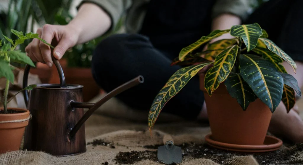 How to Water Houseplants Correctly-The One Skill That Prevents Most Plant Deaths