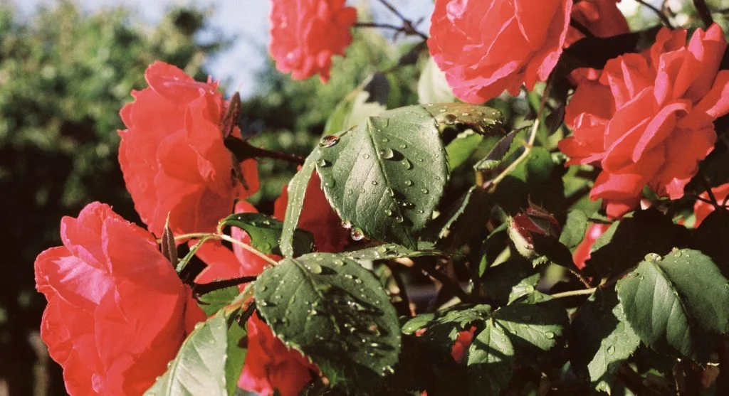 Vibrant red rose with fresh dewdrops, captured in a blooming garden setting.
