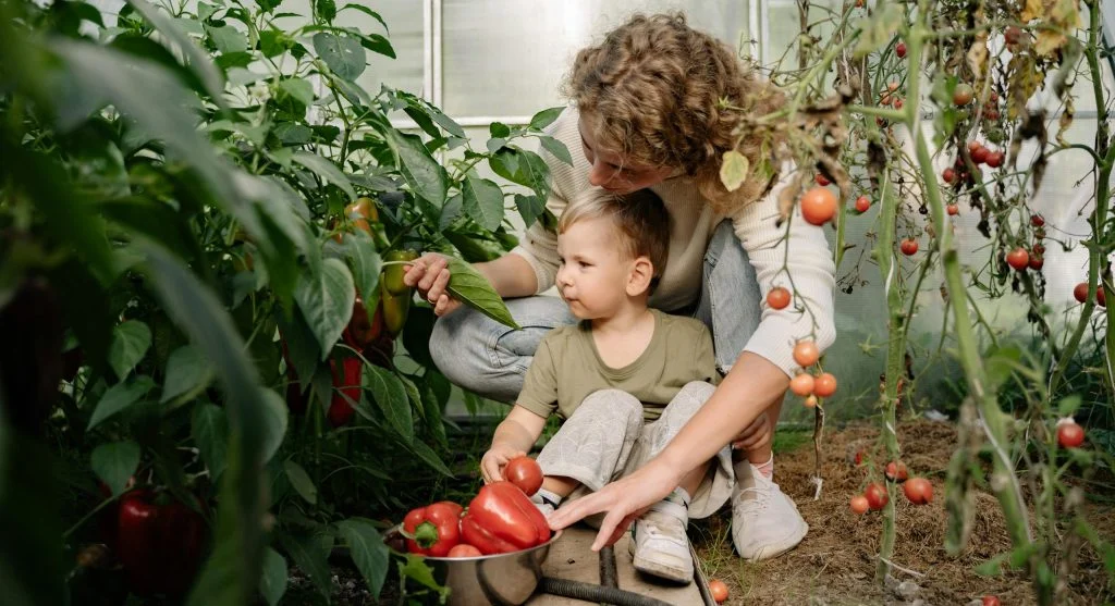 A mother and her young son picking peppers and tomatoes in a lush greenhouse garden.