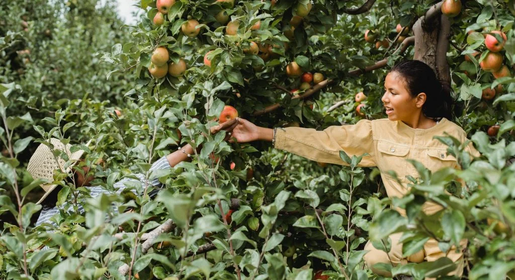 Young girl harvesting apples in a sunlit orchard, enjoying nature's bounty.