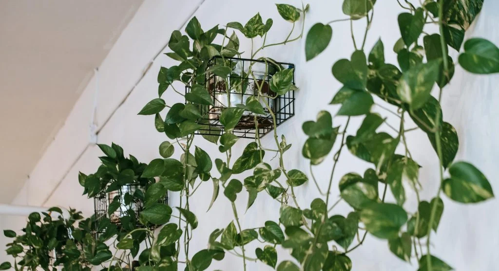 A lush pothos plant hangs gracefully in a stylish room with white walls and macrame decor.