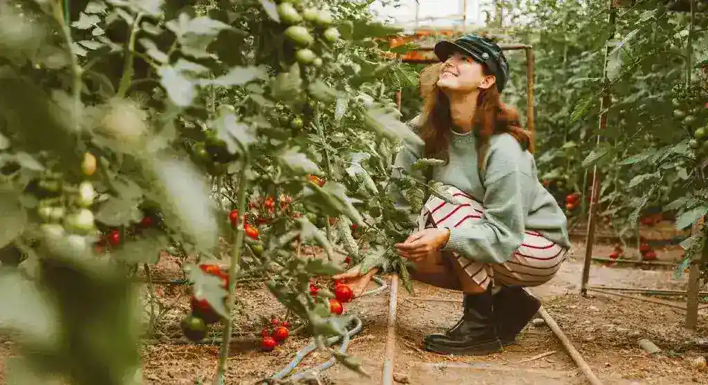 How to Grow Tomatoes in Containers When Garden Space Is Limited