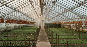 Spacious greenhouse showcasing rows of vibrant potted plants.