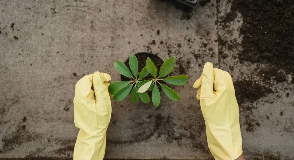 Why Houseplant Leaves Turn Yellow and the 6 Most Common Causes