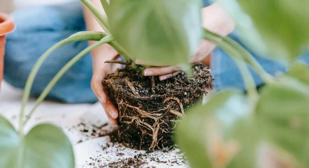 Person tending to a Monstera plant indoors with soil and roots visible, emphasizing growth and care.