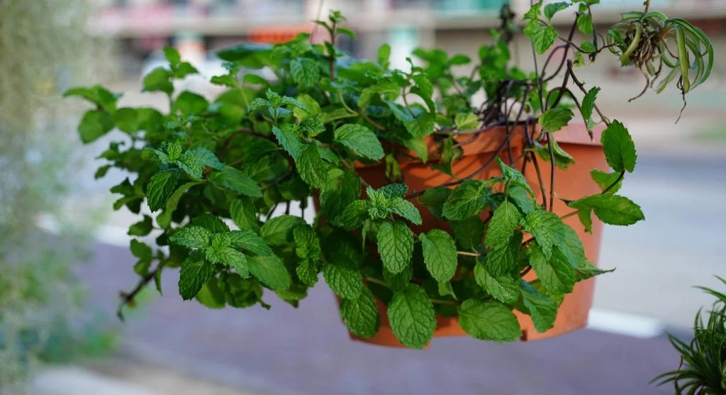 Close-up view of fresh mint plants growing in large pots outdoors, showcasing vibrant green leaves.