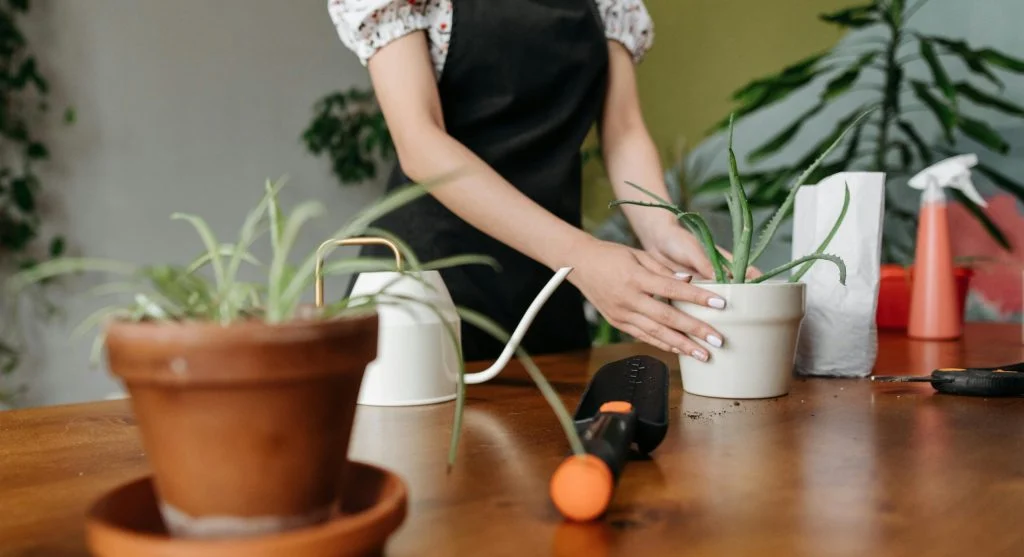 Woman in cozy space smiling while tending to indoor plants in pots.
