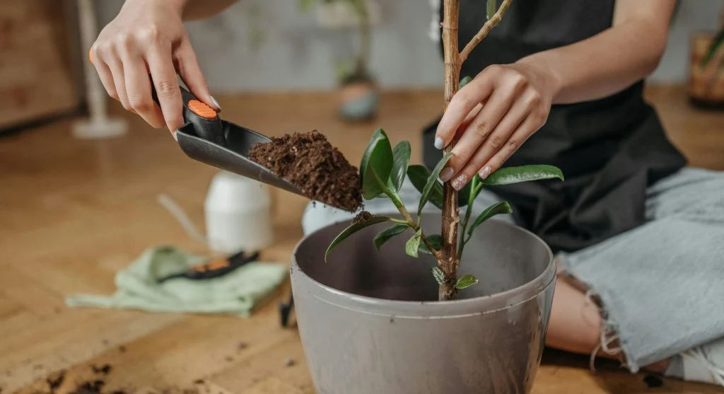 Hands holding a trowel with soil, preparing for indoor plant care.