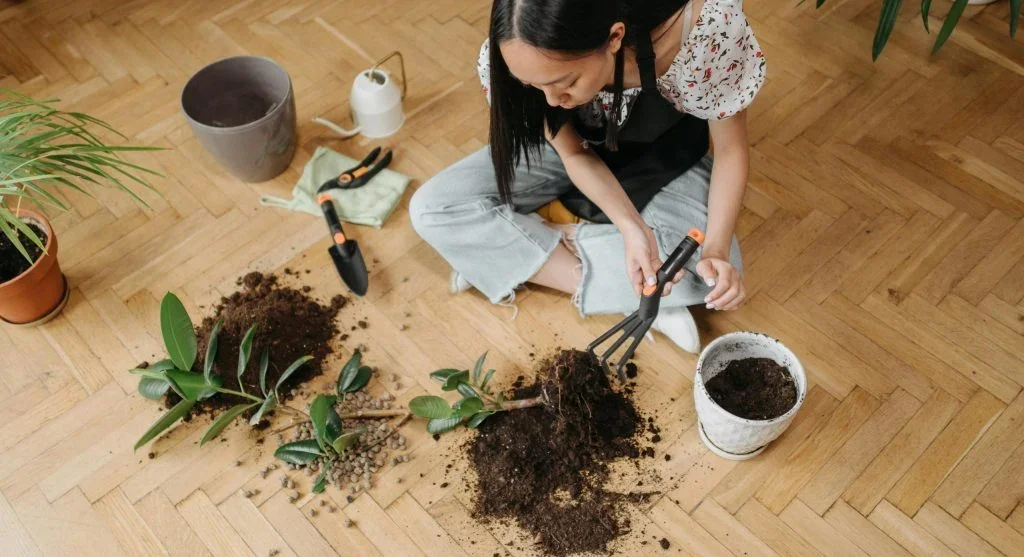 Watering fresh green basil plant and rosemary plant after repotting in new clay pots on background of soil on wooden floor