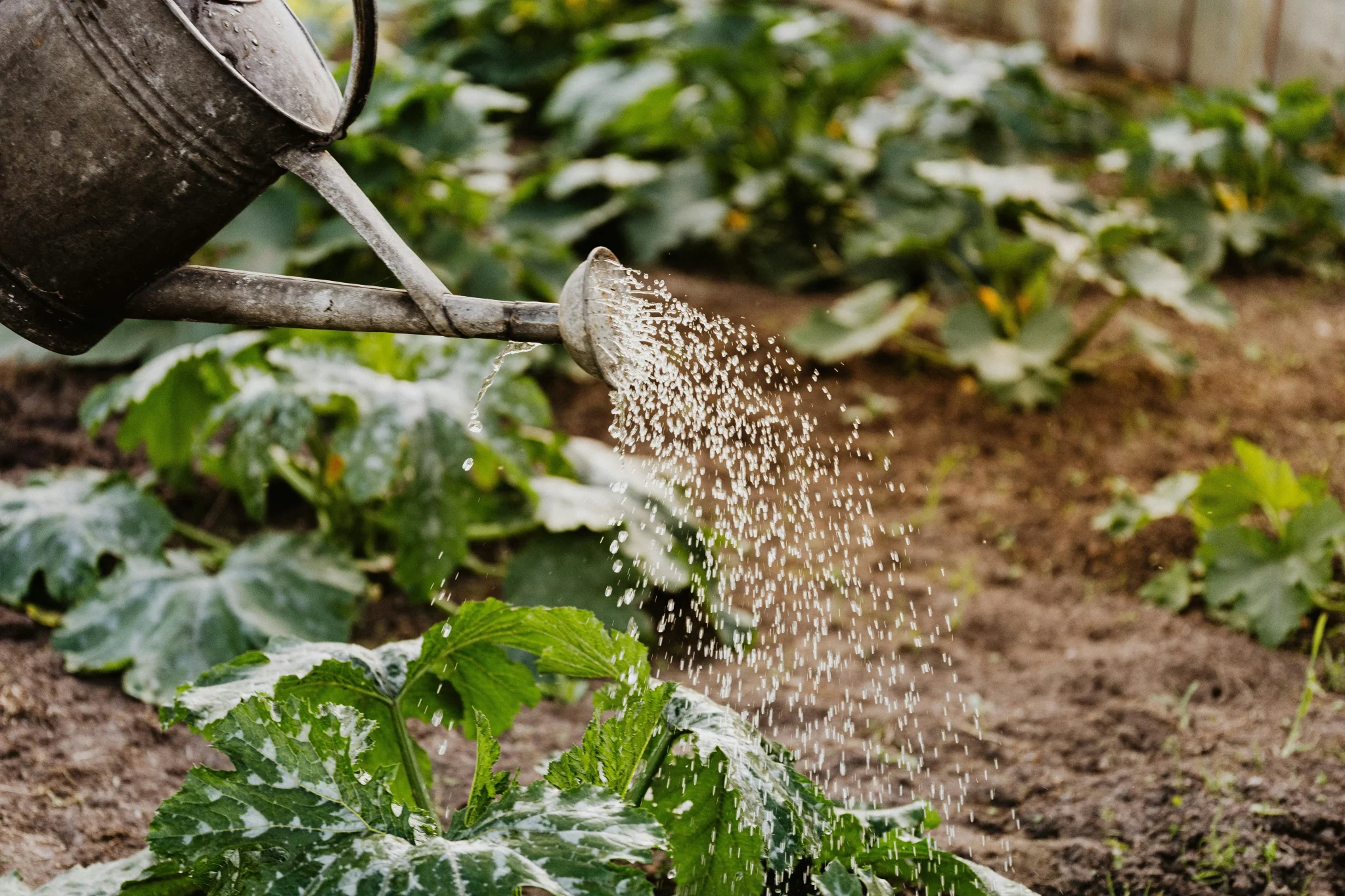 Water of plants