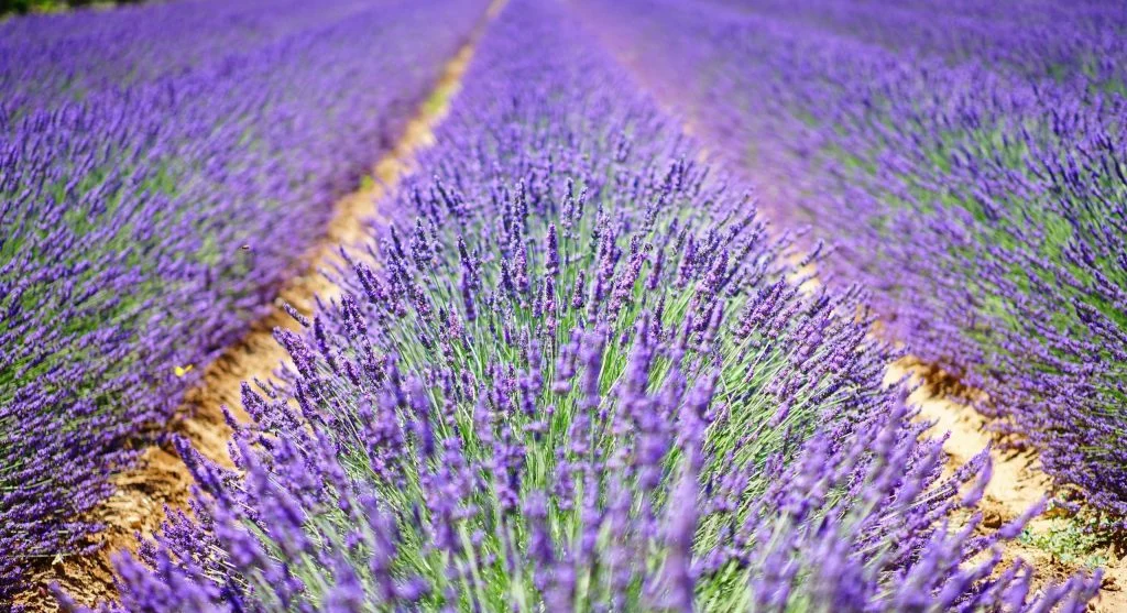 Young lavender plants recently transplanted into a sunny, well-drained garden bed